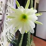 Magical Garden