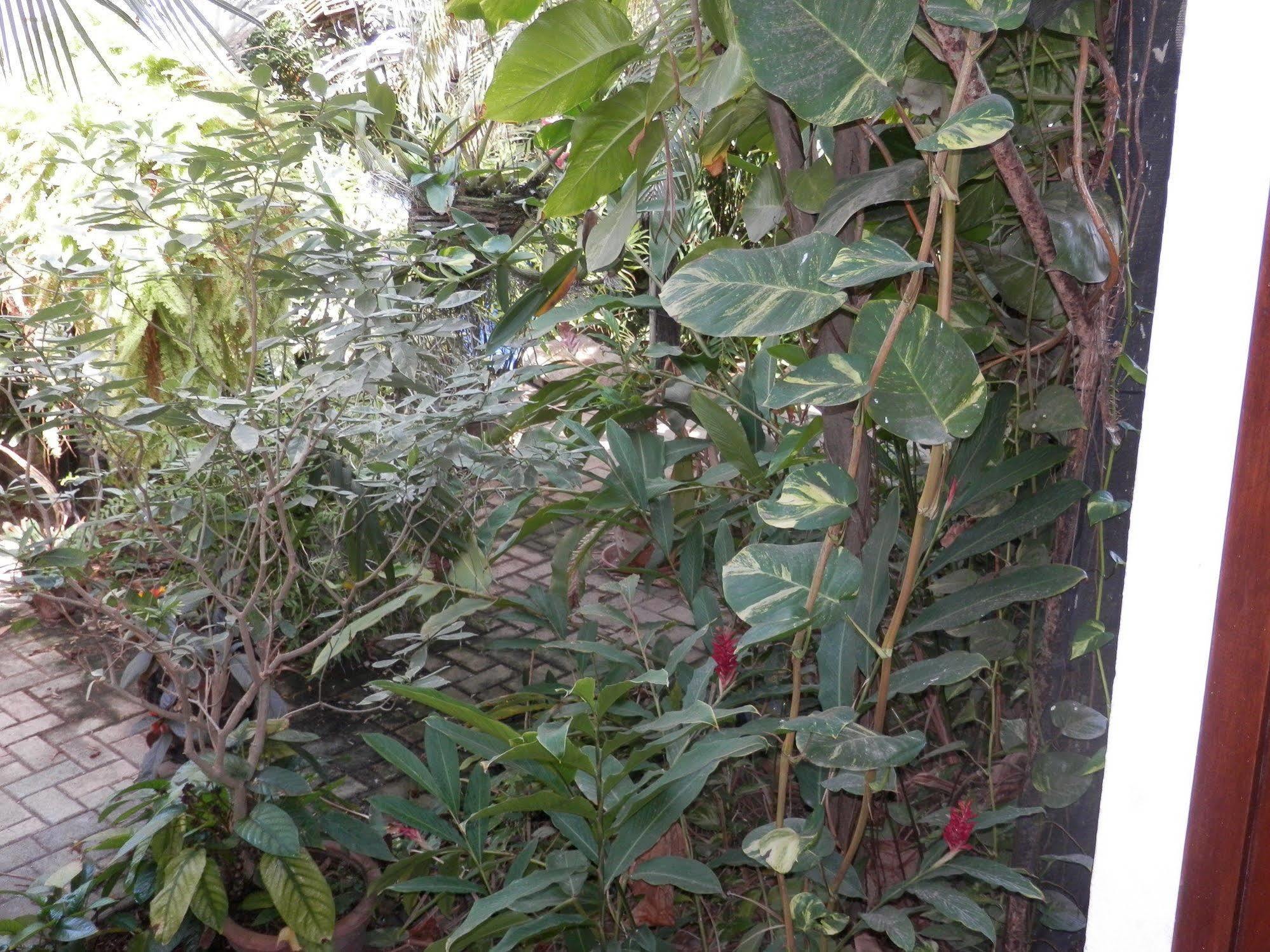 Hidden Eden Aruba Bed And Breakfast Acomodação com café da manhã  3*