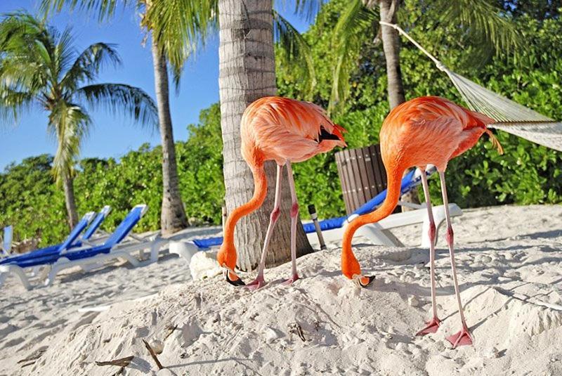 Apartment Sea Breeze Town Oranjestad