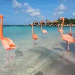 Elite Visitors Aruba