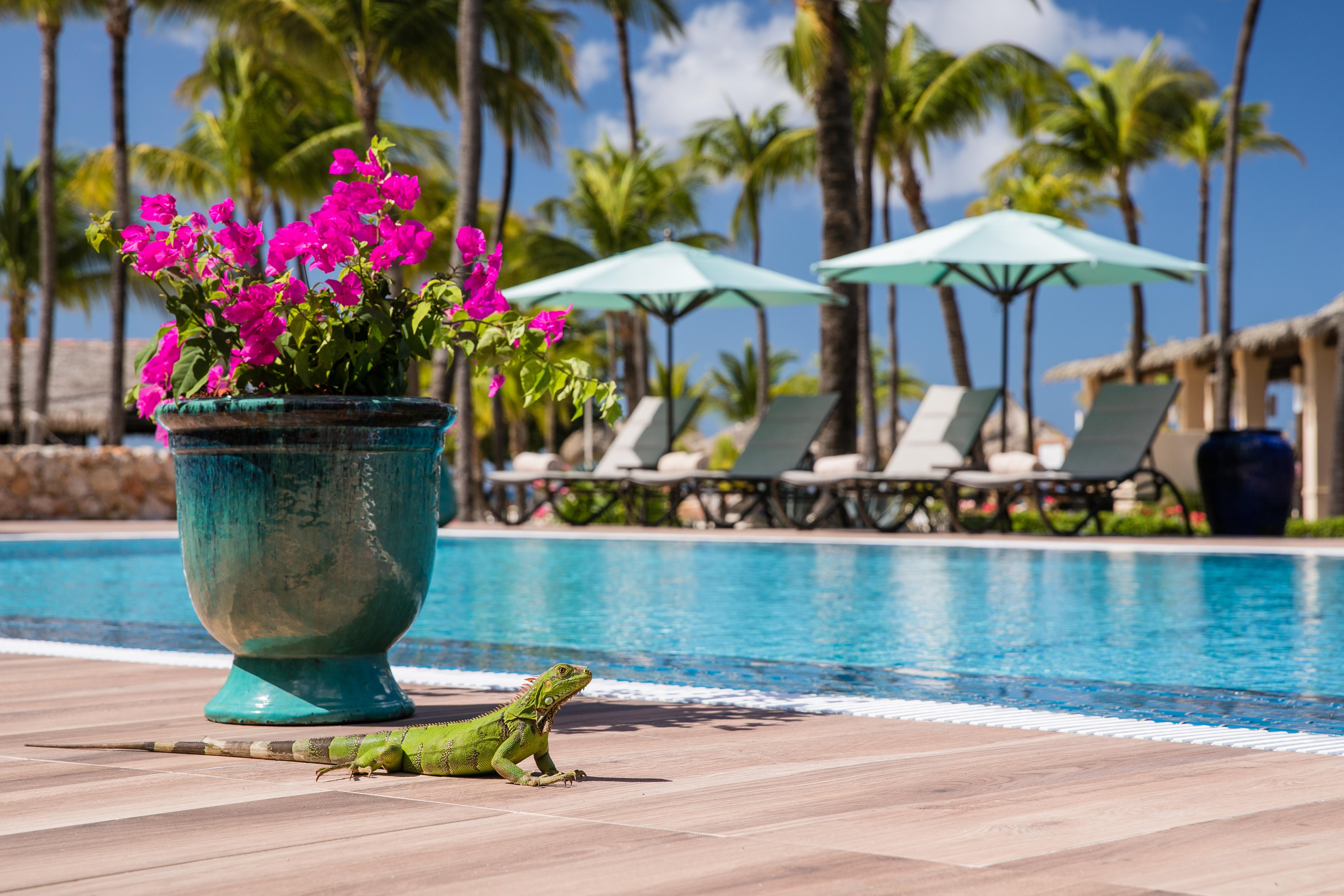 Manchebo And 4* Palm Beach