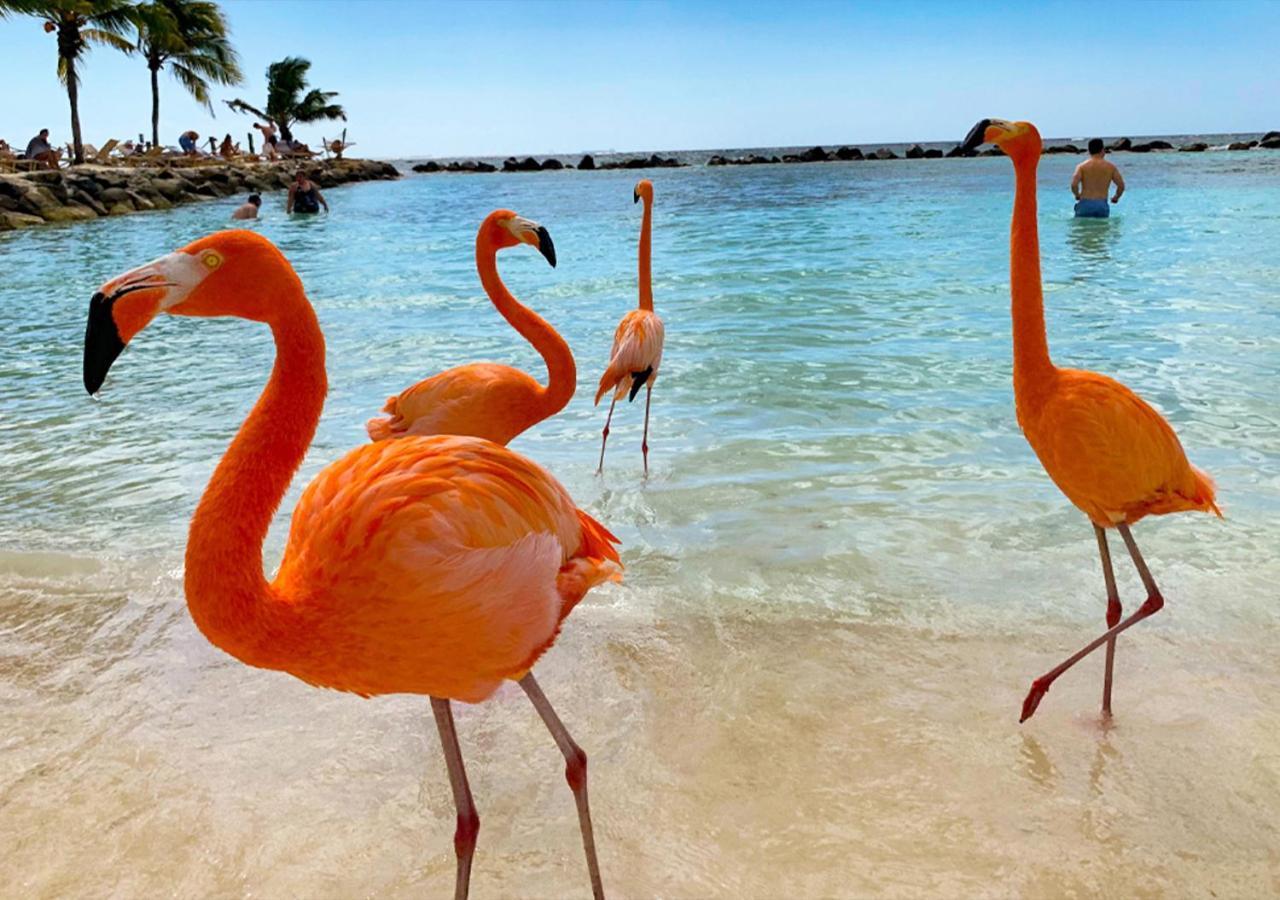 Guest house Yoyita Aruba (adults Only) Palm Beach