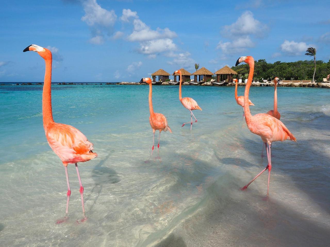 Apartment Elite Visitors Aruba