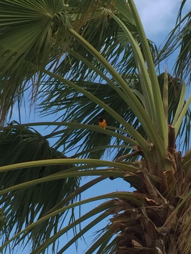 Aruba Blue Village And 2*
