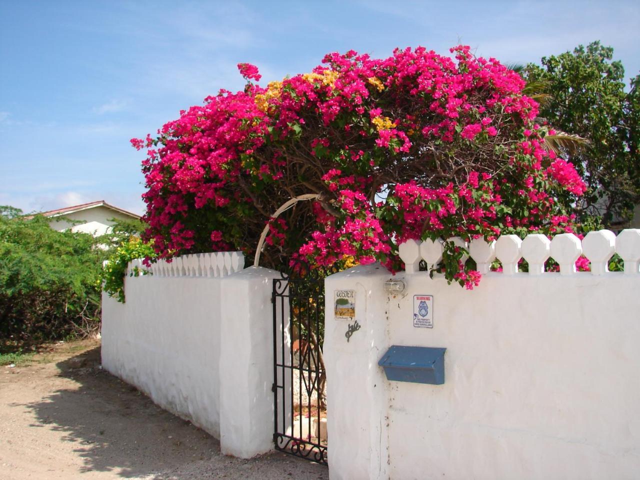 Bougainvillea Aruba Rumba * Palm Beach