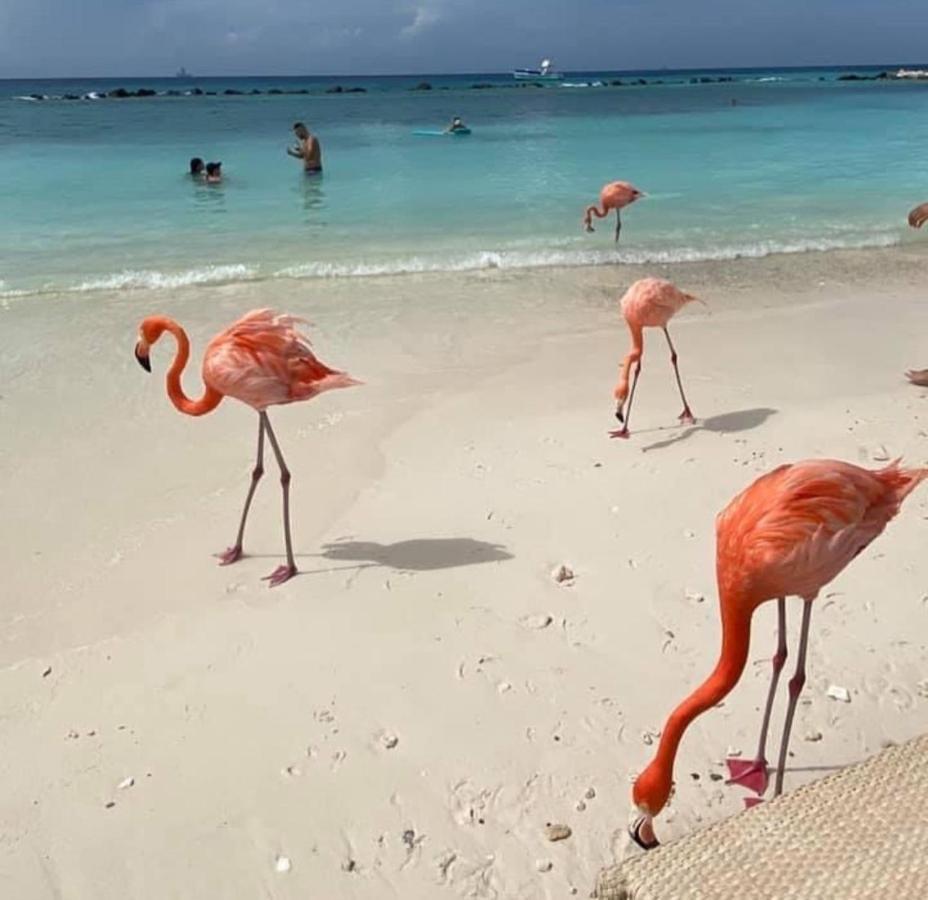 Divi Aruba Phoenix Resort