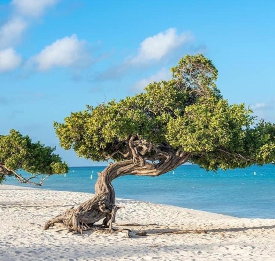 Divi Aruba Phoenix Palm Beach