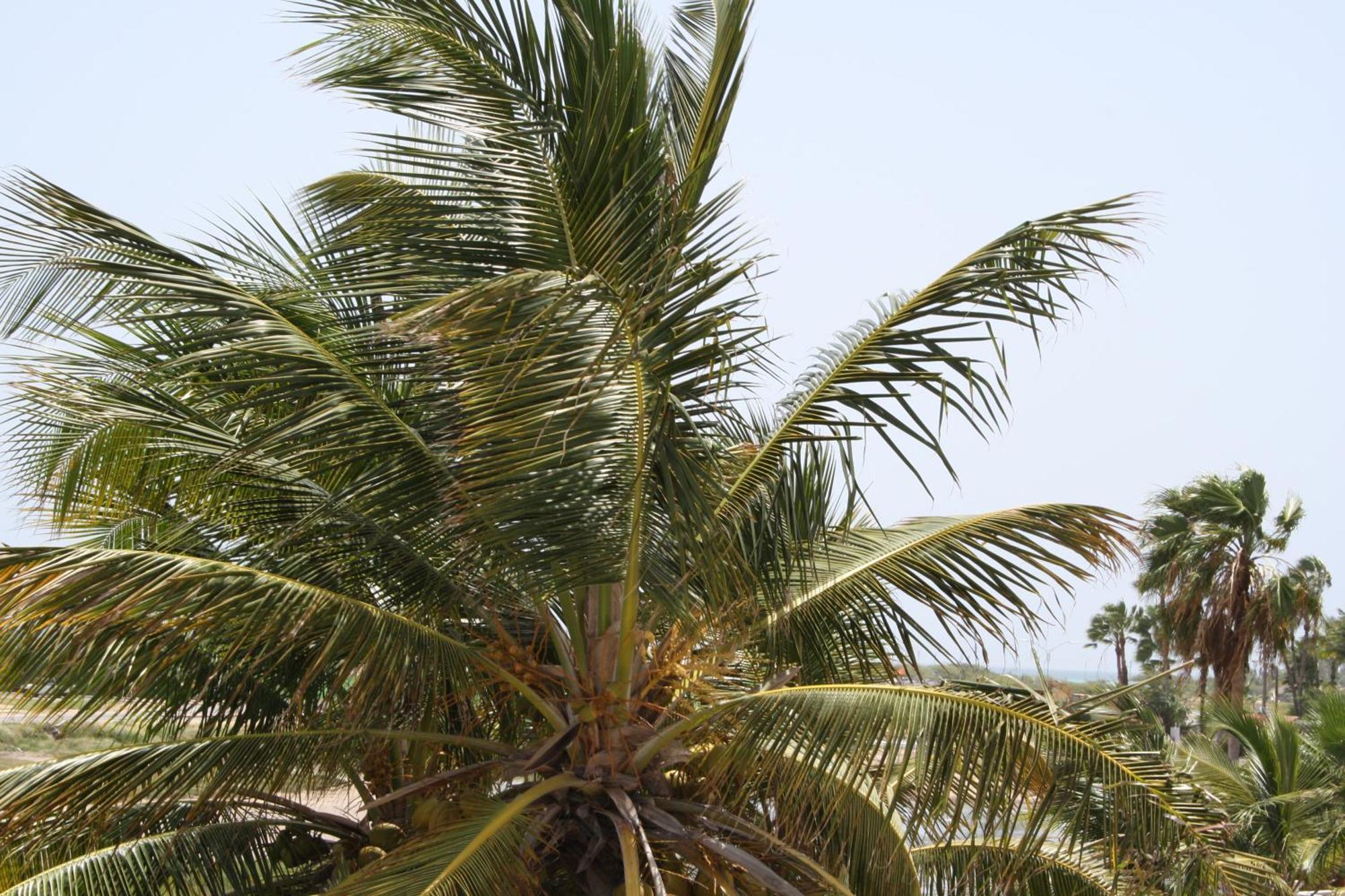 Hotel Karibu Aruba 4*