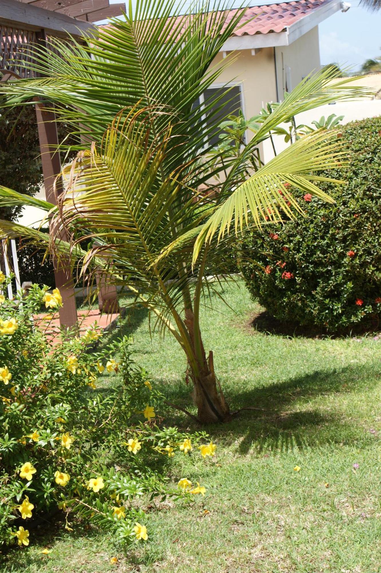 Apartment Pauline's Palm Beach