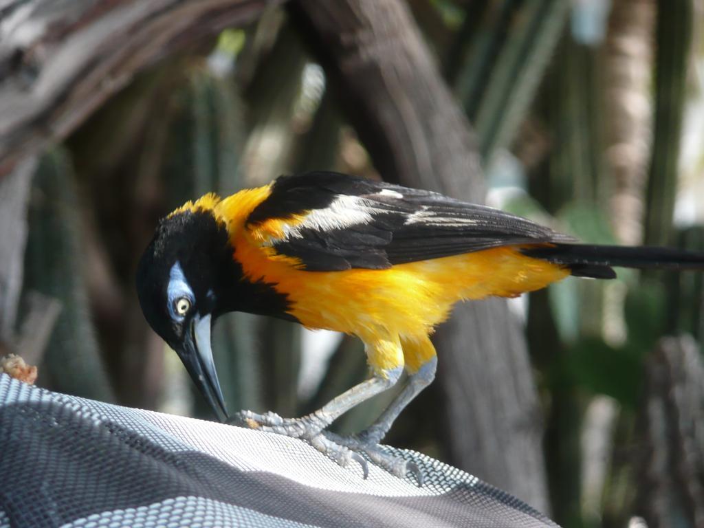 Karibu Aruba 4*