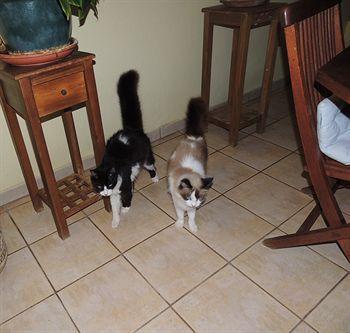 Bed & Breakfast Hidden Eden Aruba Bed And Breakfast 3*