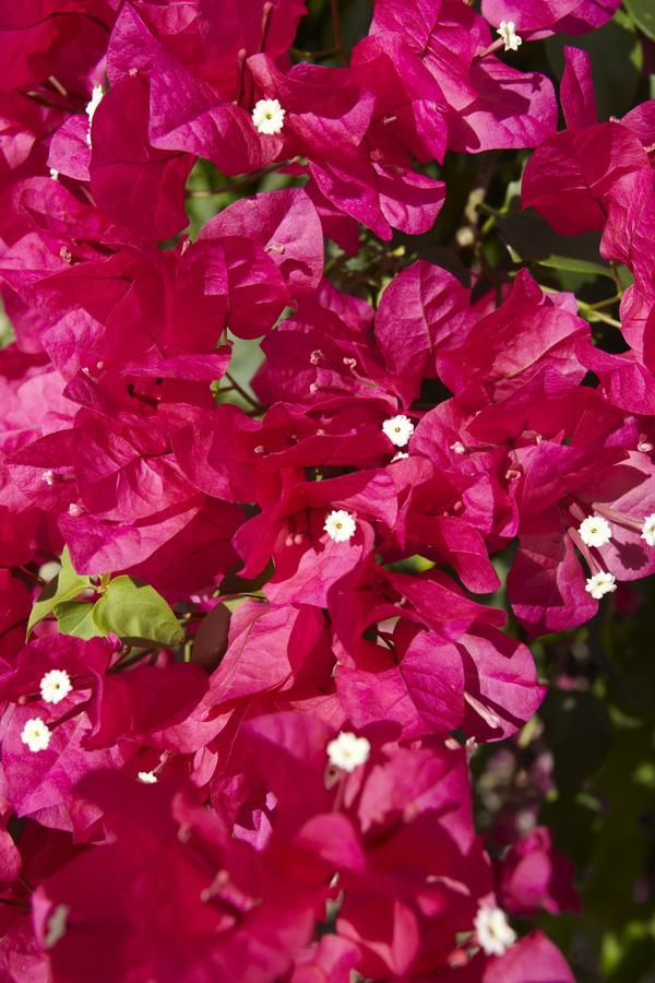 Bougainvillea Aruba, The Tango Villa Palm Beach