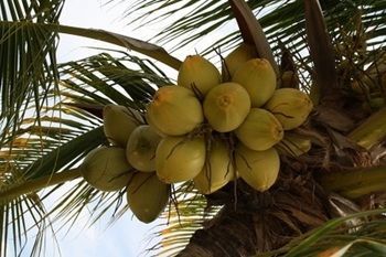 Karibu Aruba