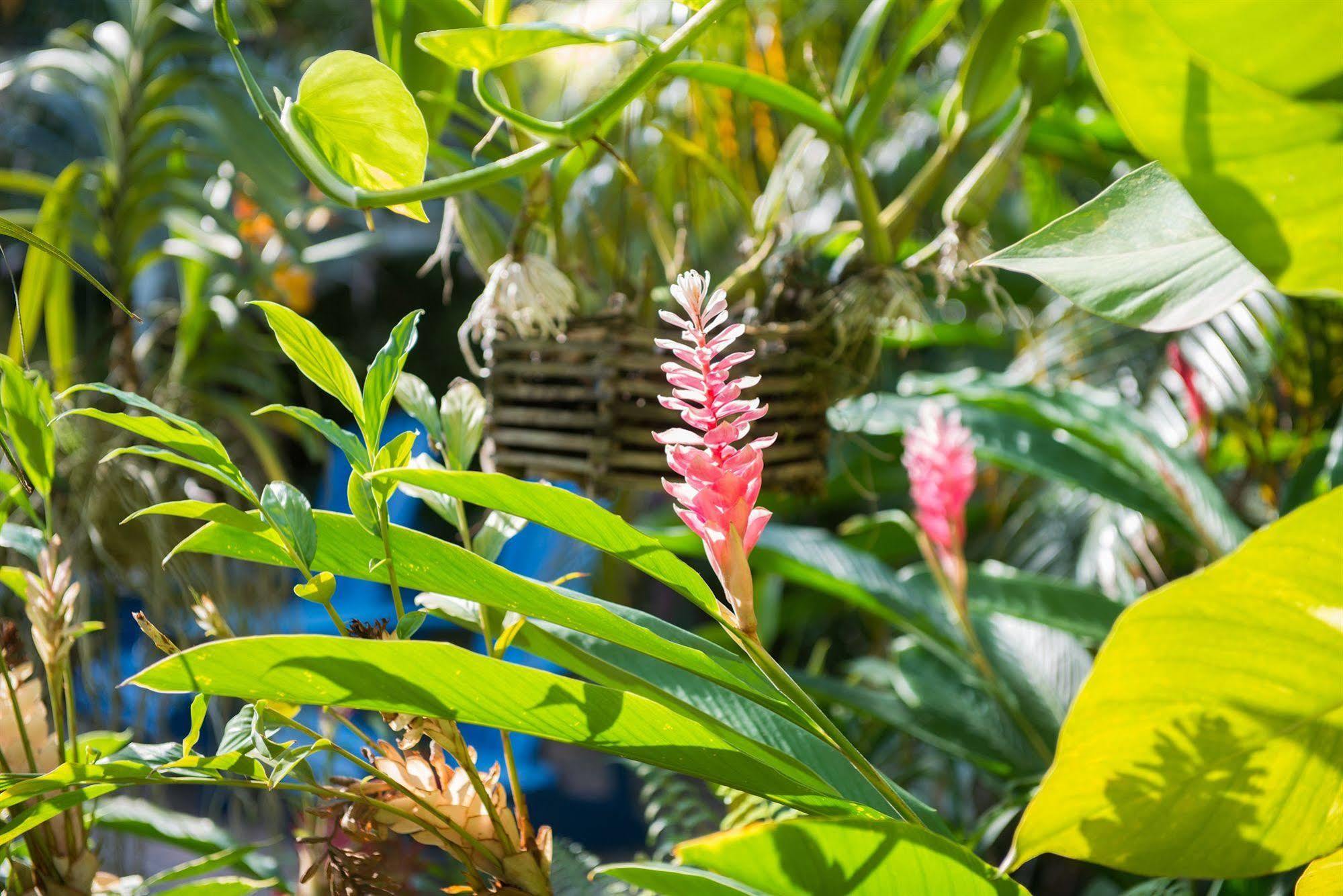 Hidden Eden Aruba Bed And Breakfast