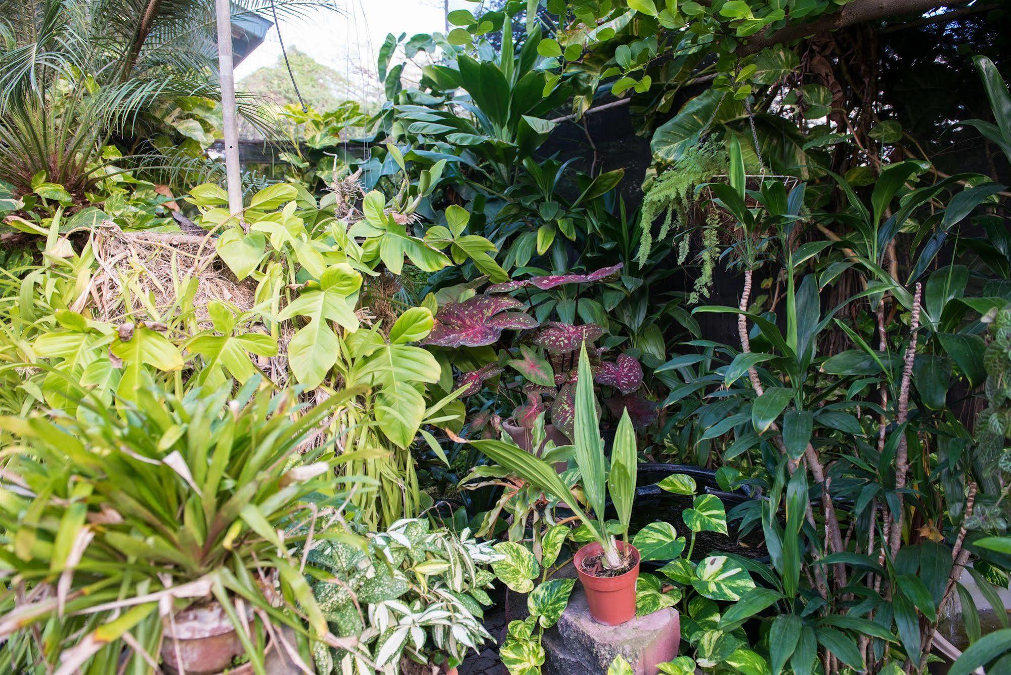 Hidden Eden Aruba Bed And Breakfast
