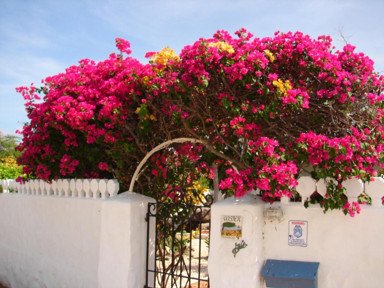 Villa Bougainvillea Aruba, The Tango