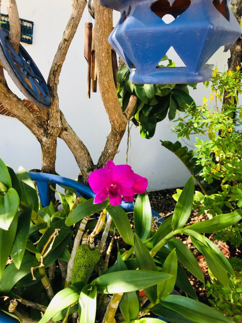 Villa Bougainvillea Aruba, The Tango *