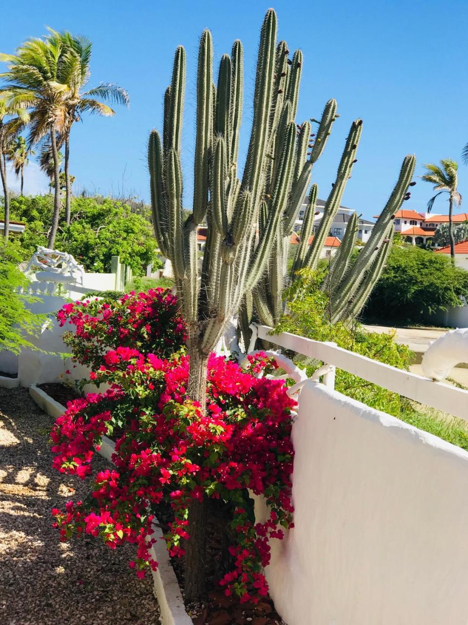 Villa Bougainvillea Aruba, The Tango