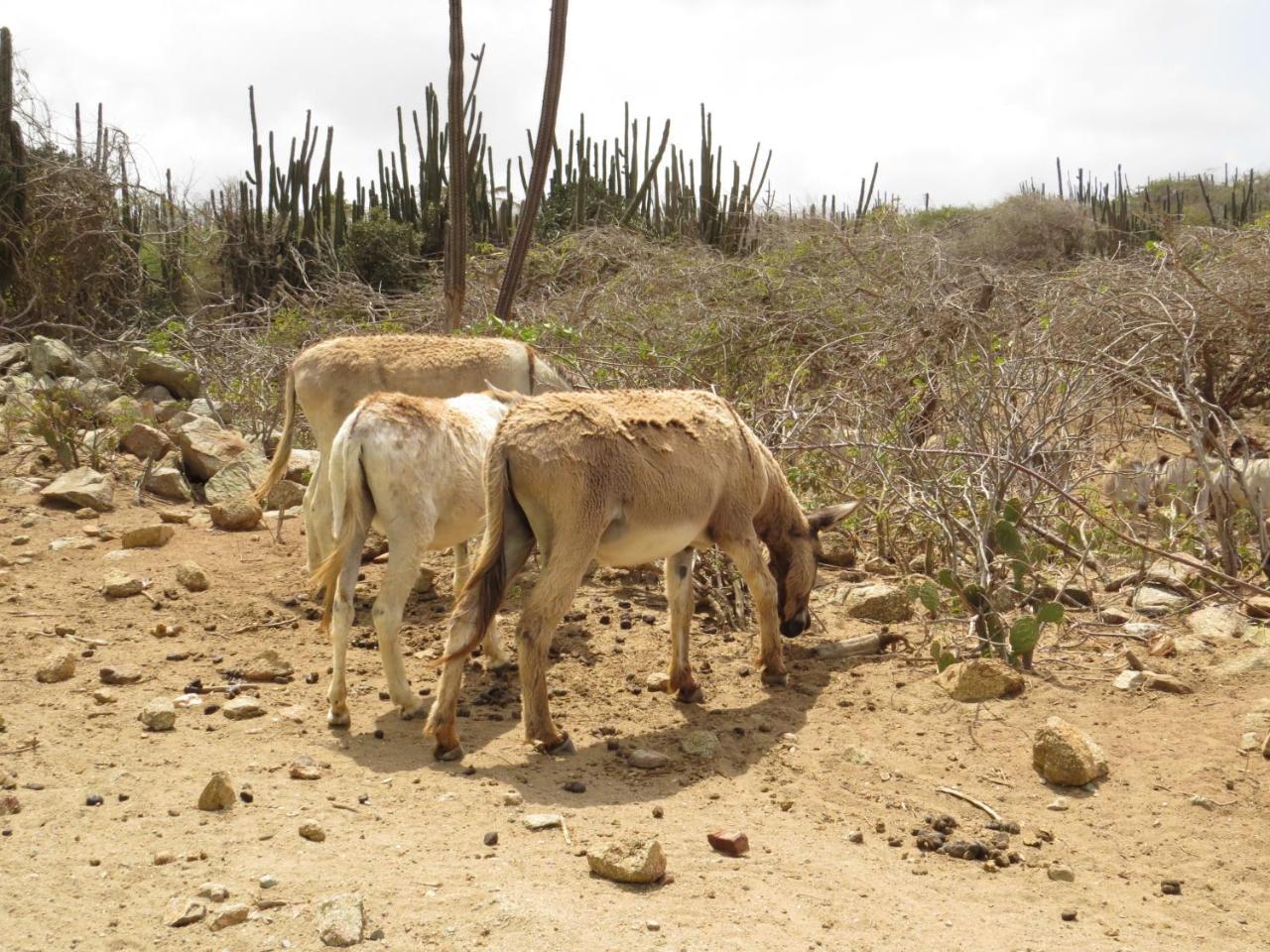Karibu Aruba